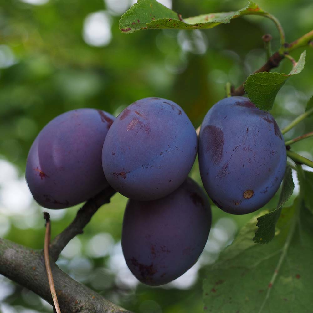 Säulenzwetschge 'Fruca'