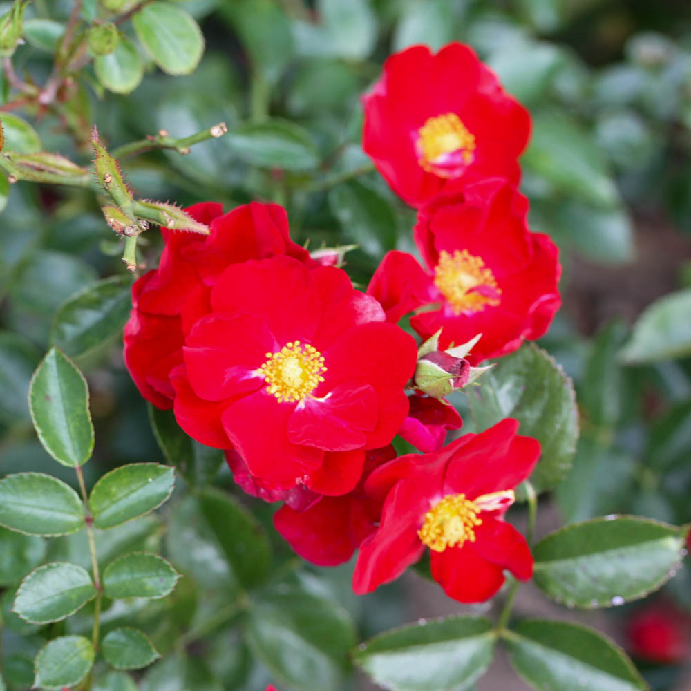 Bodendeckerrose 'Alcantara'®
