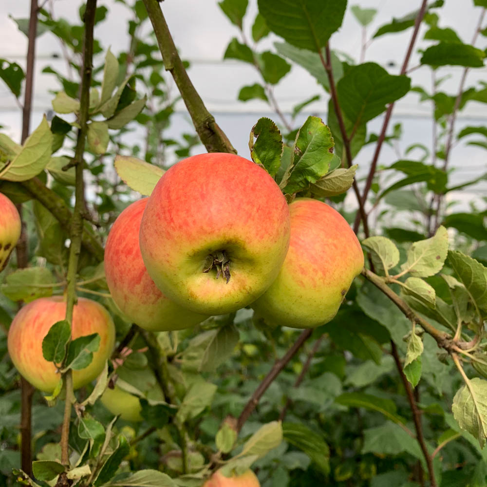Apfel 'Hauxapfel'