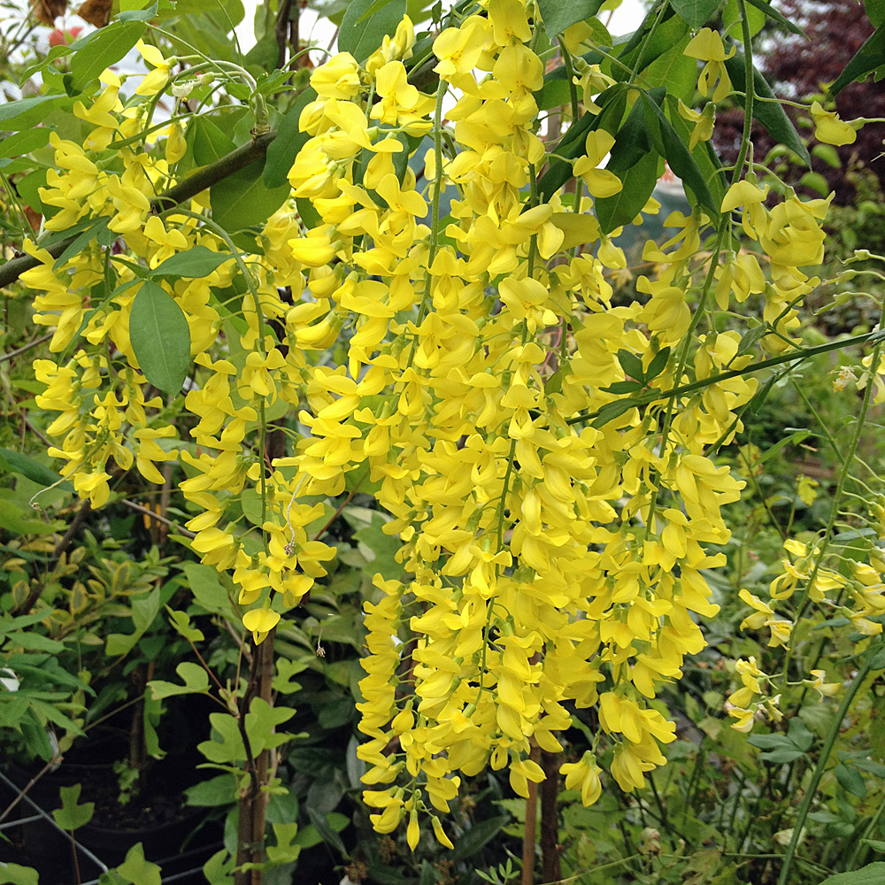Edel Goldregen, Laburnum, giftig