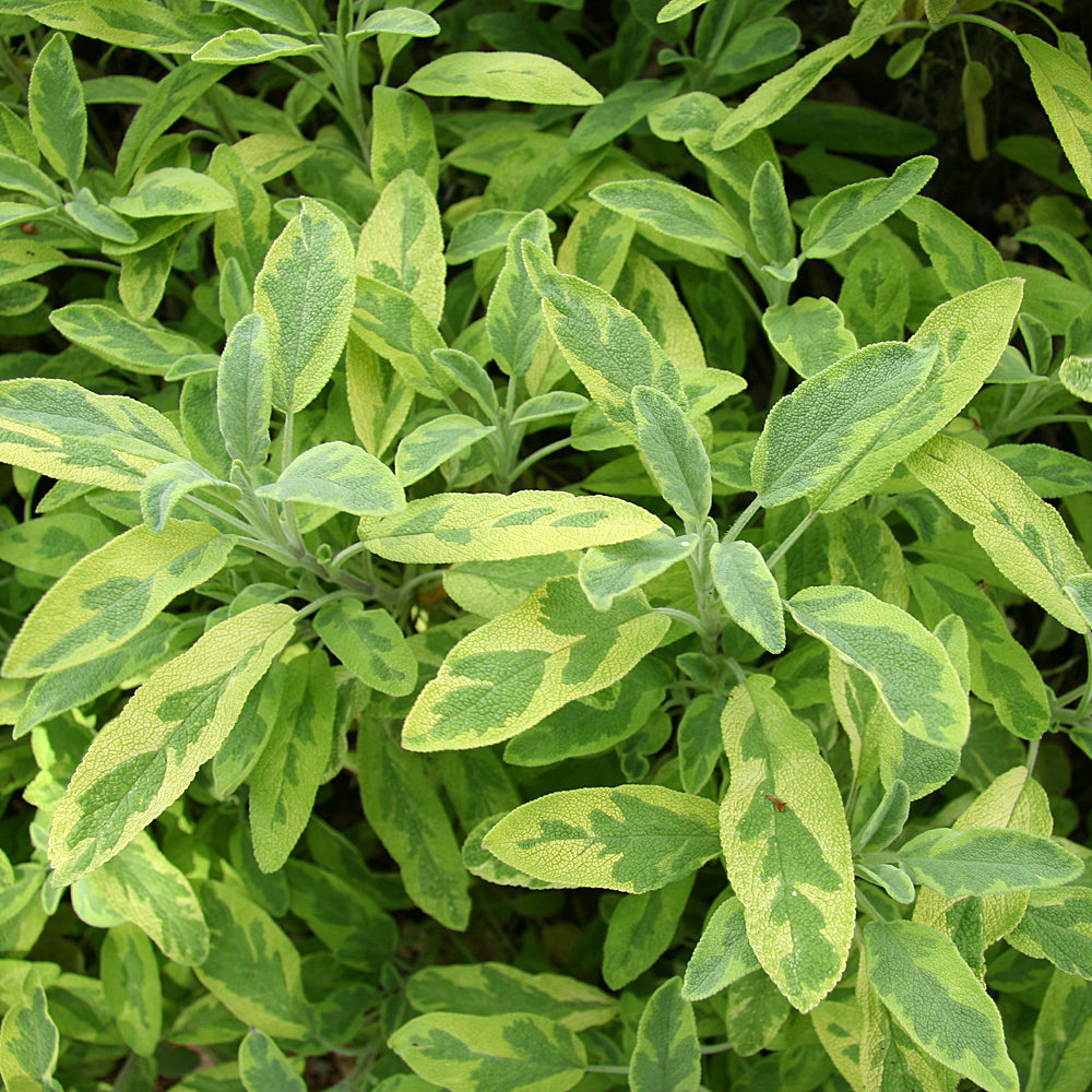 Salbei Icterina, Salvia, Blattschmuck