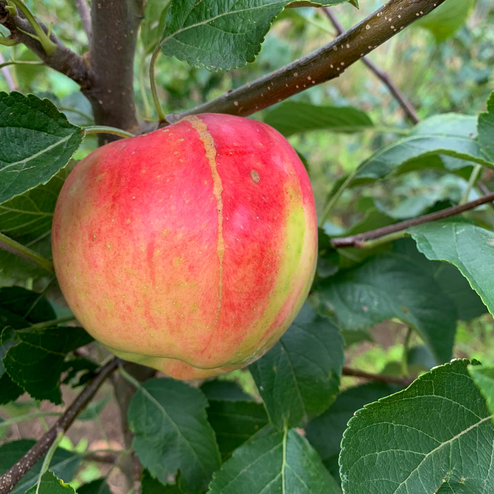Apfel 'Delbarestivale'