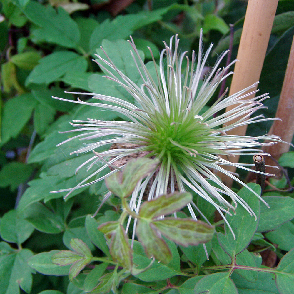 Clematis alpina