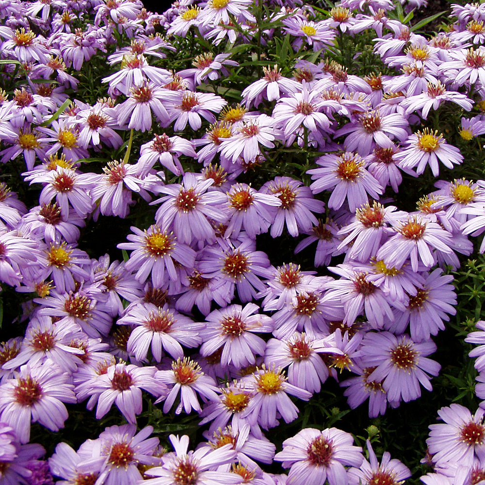 Kissenaster Silberblaukissen, Aster, Herbstpflanze