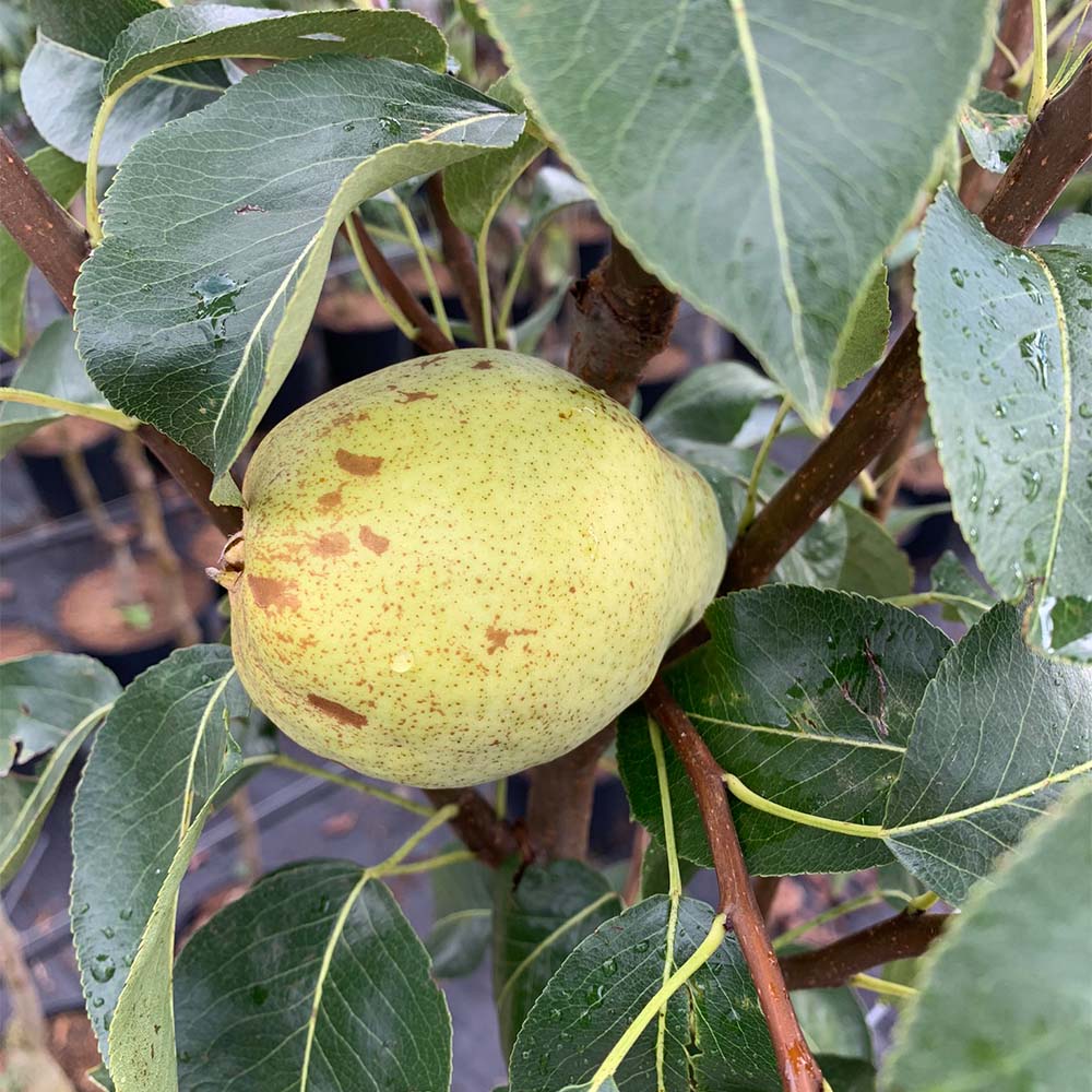 Winterbirne 'Gräfin von Paris'