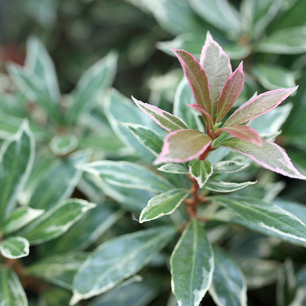 Schattenglöckchen, Pieris, Little Heath, Blattschmuck