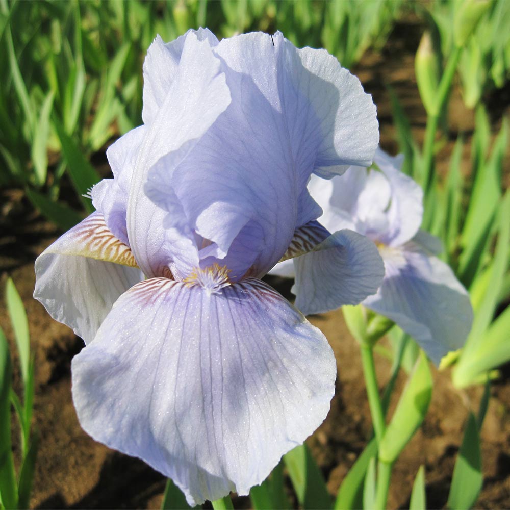 Mittelhohe Bartiris 'Morgendämmerung'