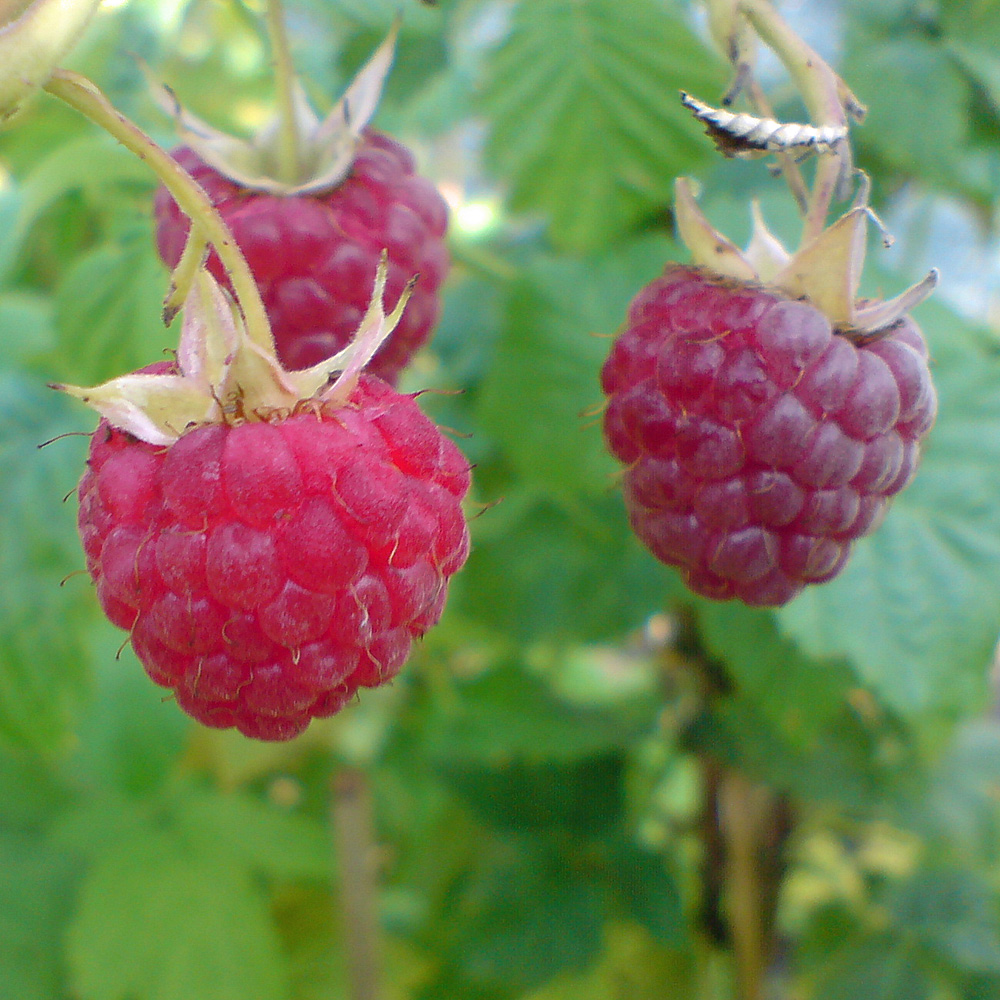 Sommerhimbeere 'Malling Promise'