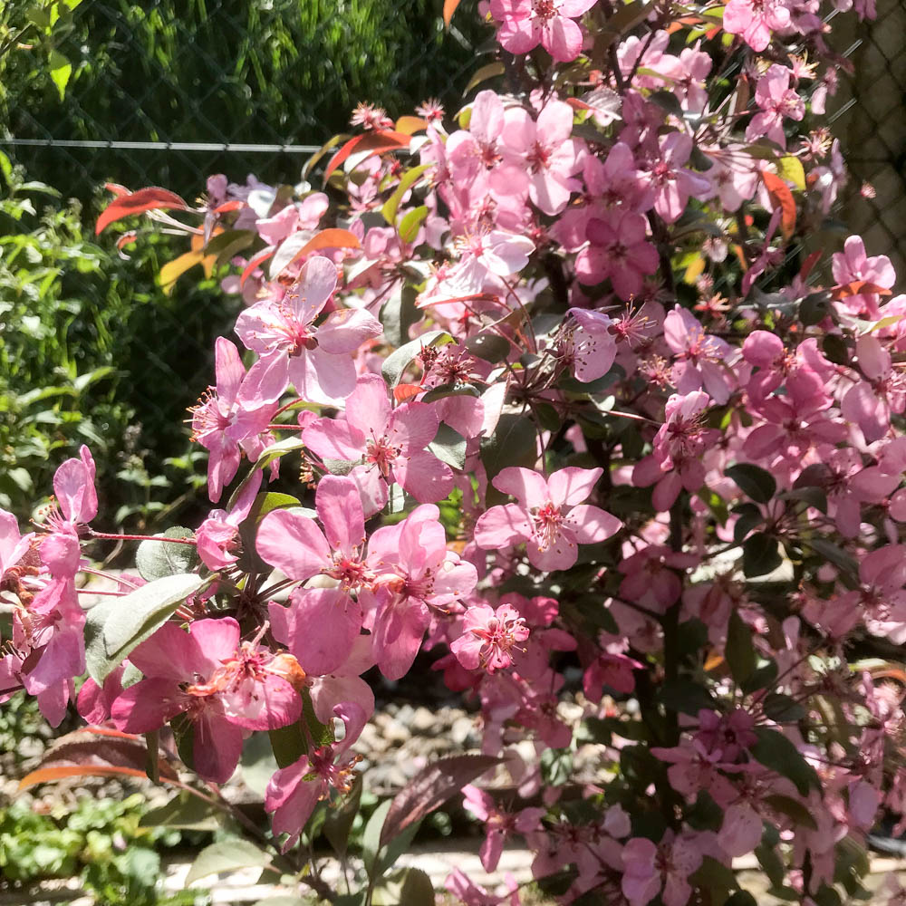 Zierapfel 'Coccinella'