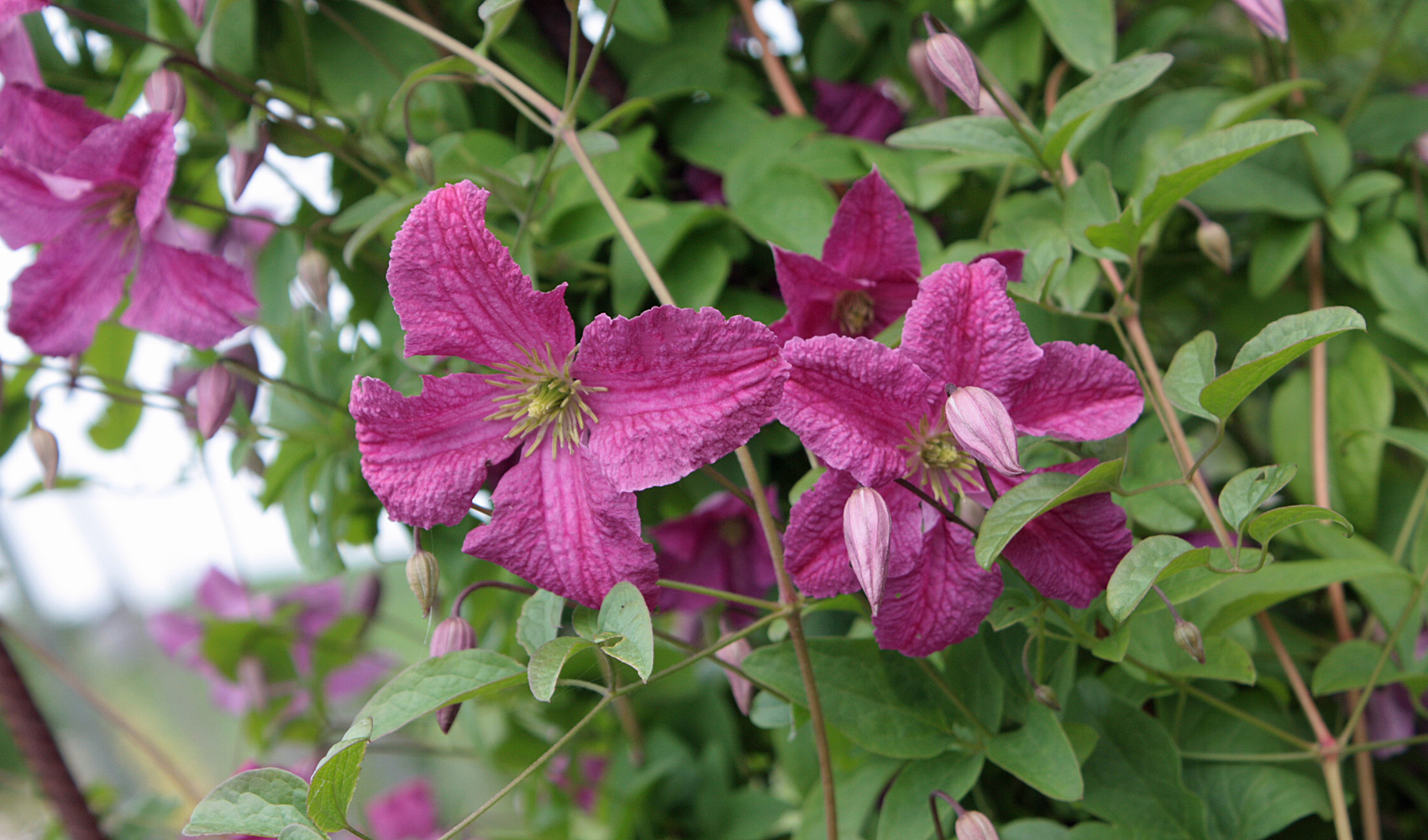 Clematis viticella