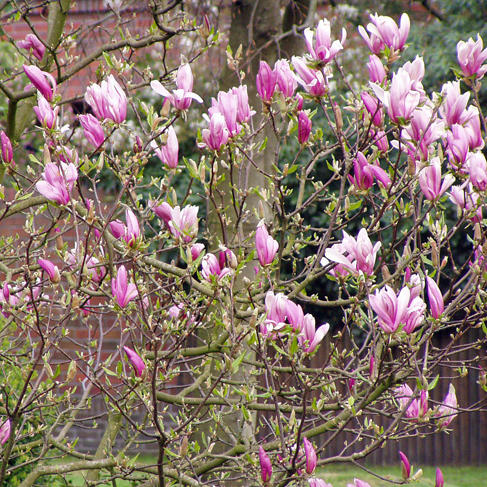 Magnolie Susan, Hochstämmchen, Frühjahr