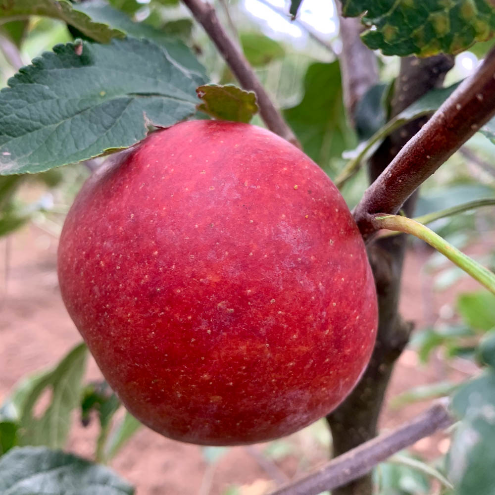 Apfel 'Cox Orange'