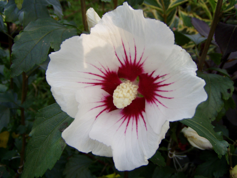 Hibiskus 'Red Heart' als Hochstamm