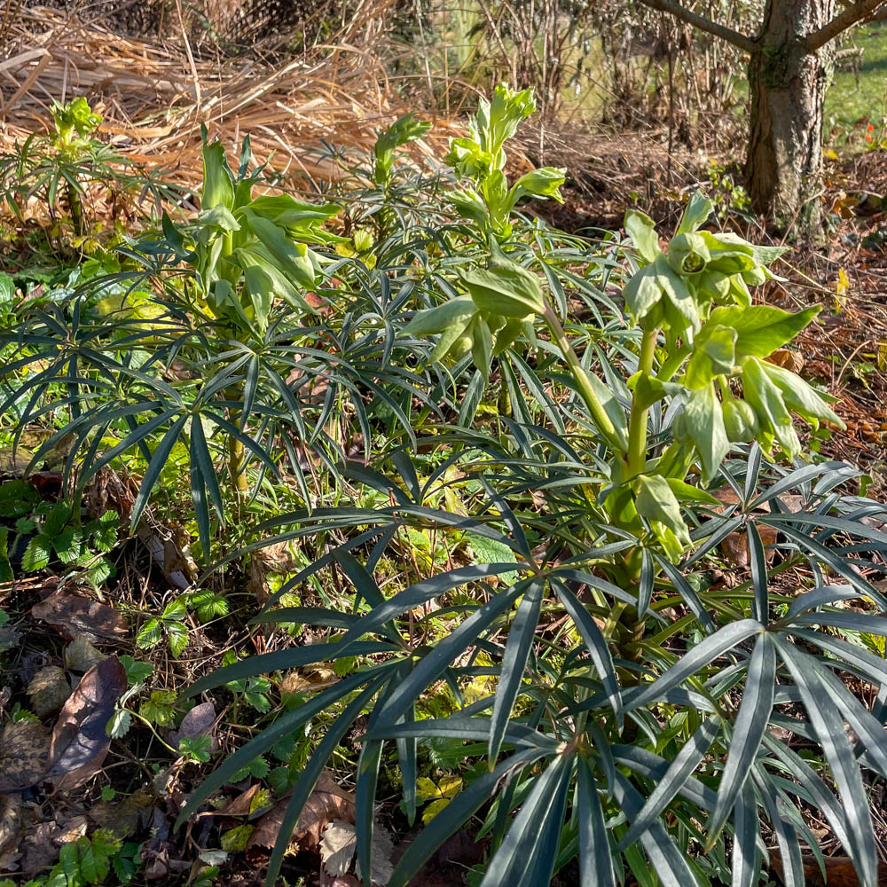 Palmblatt Nieswurz