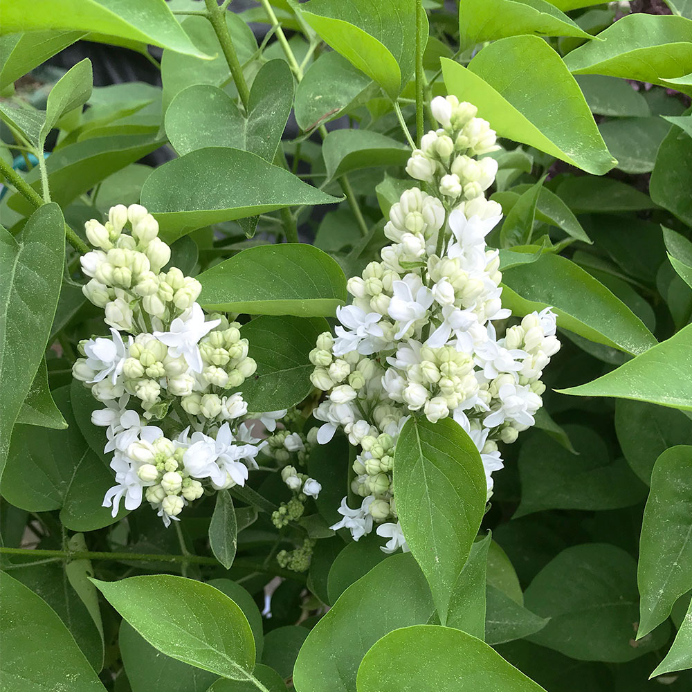 Edelflieder 'Mme Lemoine'