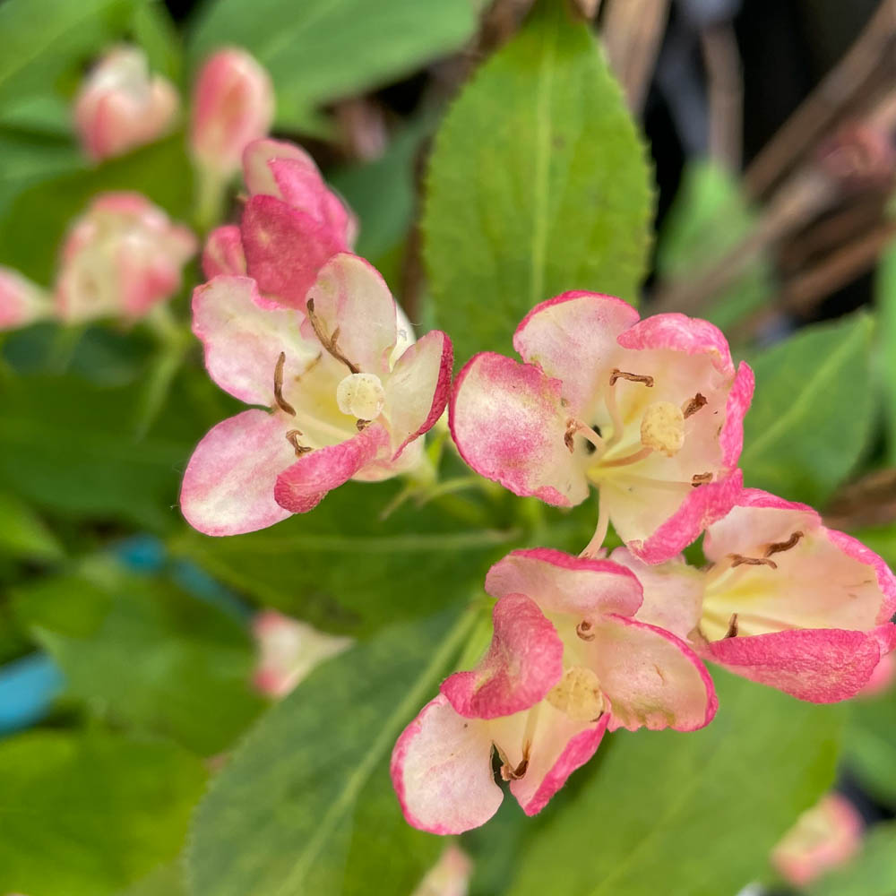 Zwerg Weigelie 'All Summer Peach'