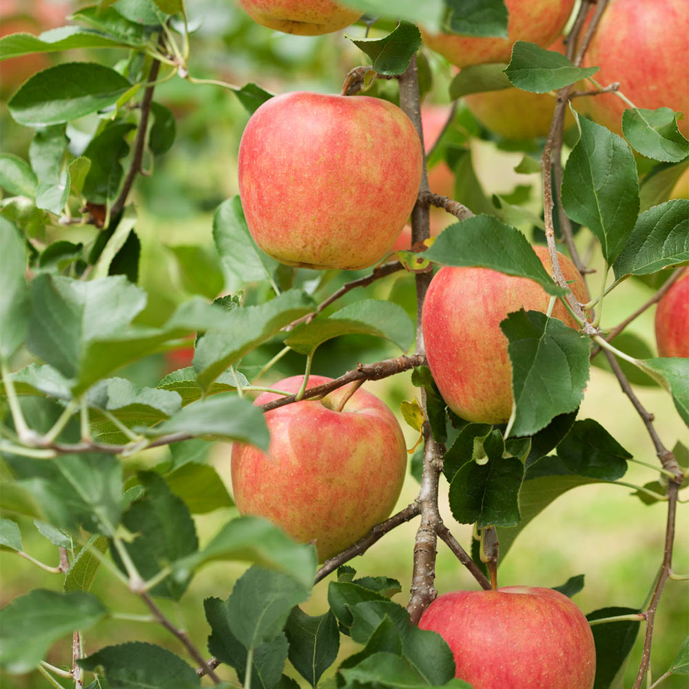 Apfel 'Pilot' ®