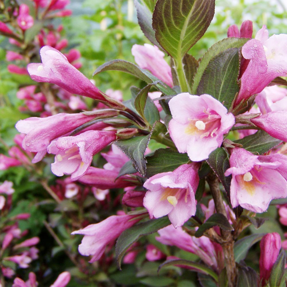 Weigelie 'Minuet'