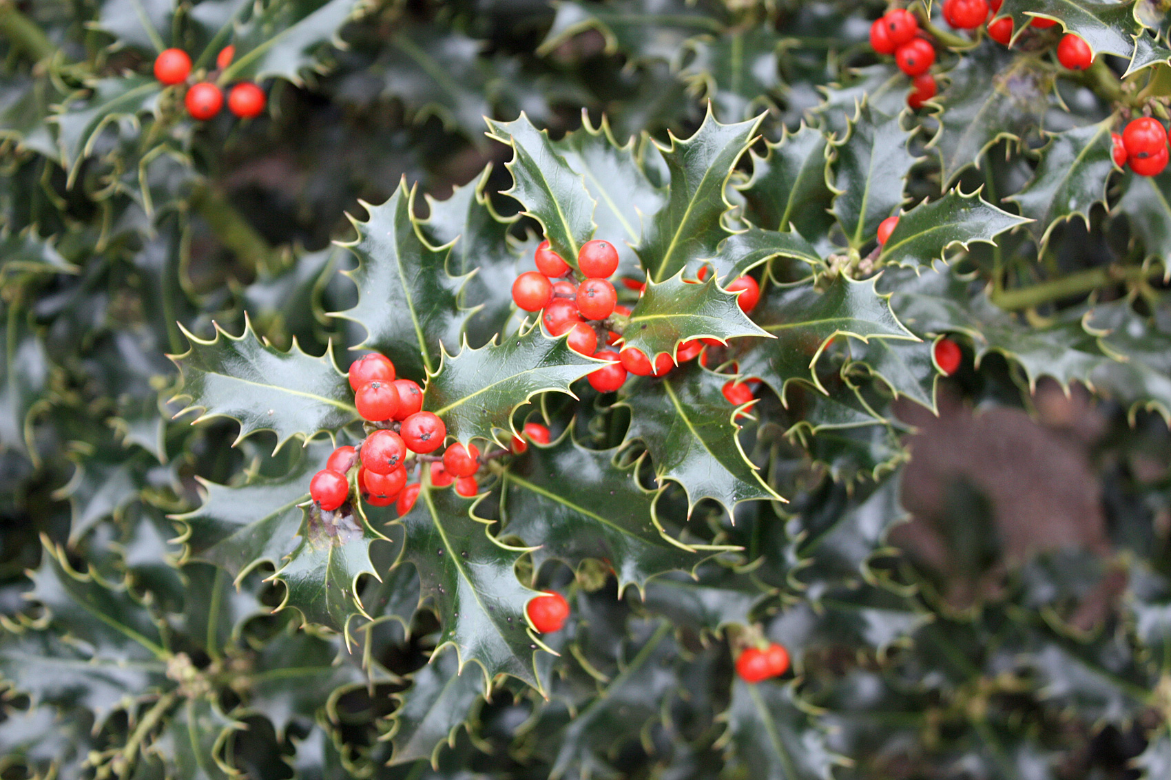 Stechpalme - Berg Ilex