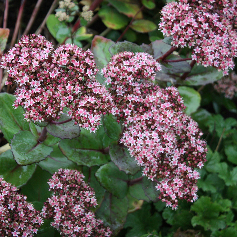Fetthenne Matrona, Sedum, Steingarten