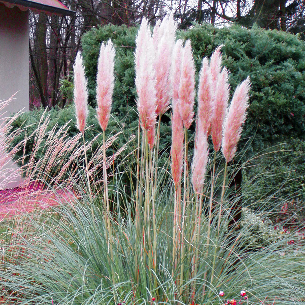 Pampasgras 'Rosea'