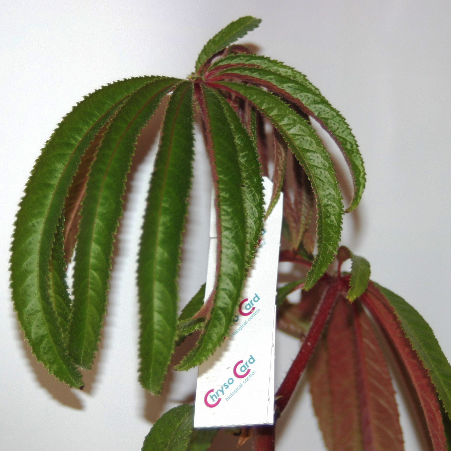 ChrysoCards - Florfliegeneier auf Hängekärtchen