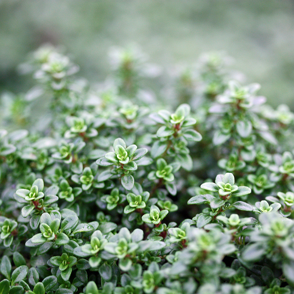Zitronenthymian, Thymian, Thymus, Gewürz