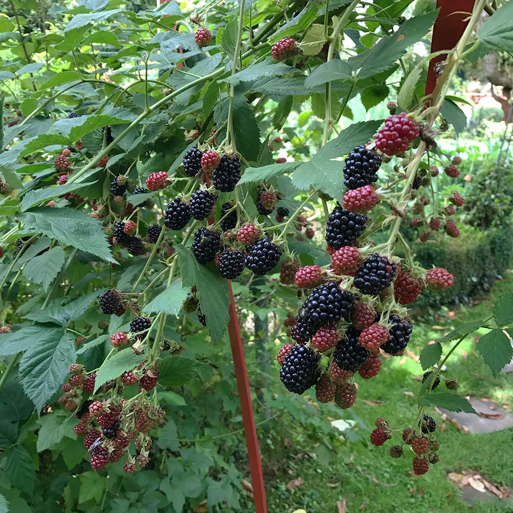 Brombeere 'Triple Crown'