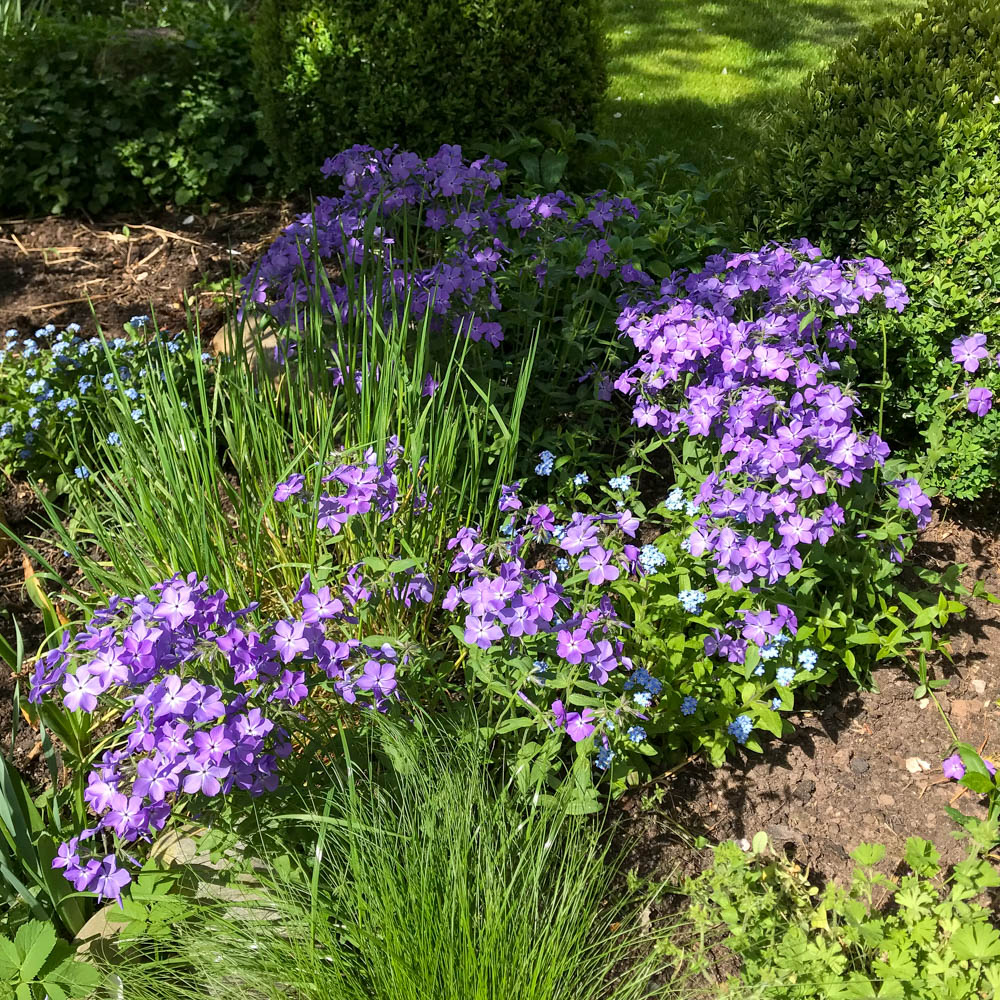 Wald Phlox 'Clouds of Perfume'