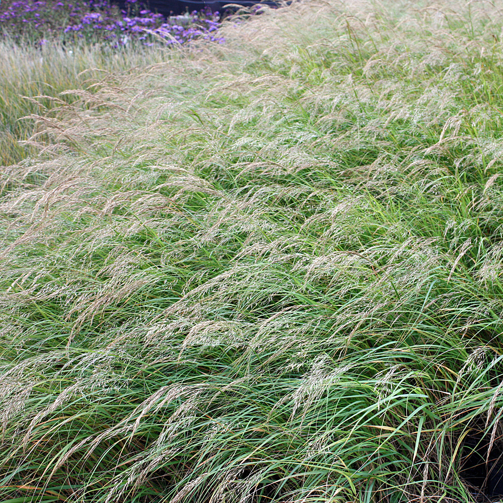 Silberährengras, Achnatherum calamagrostis