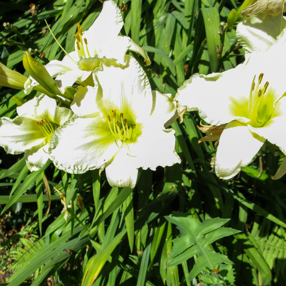 Taglilie White Temptation, Hemerocallis, Beetstaude