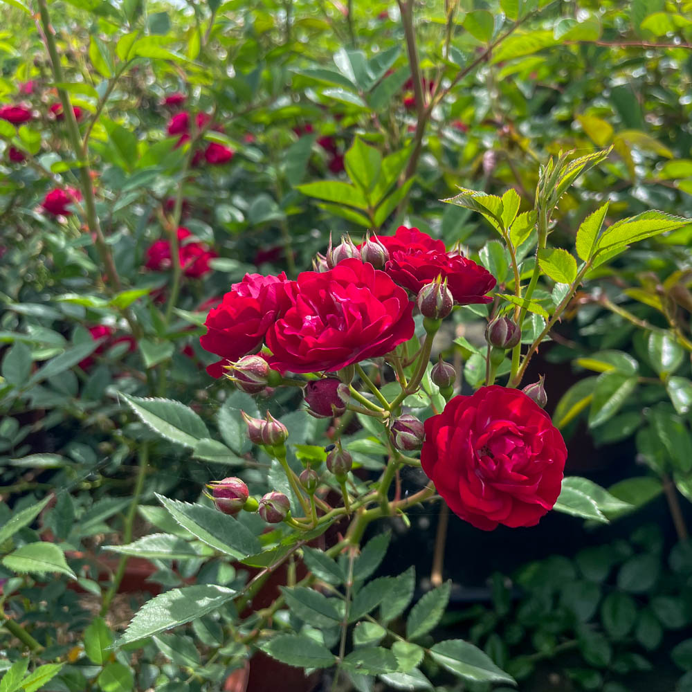 Kletterrose 'Perennial Domino'