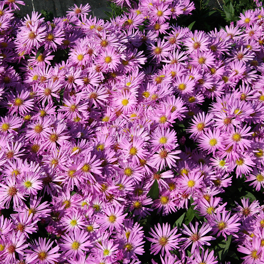Kissenaster Herbstgruß von Bresserhof, Aster, Herbst