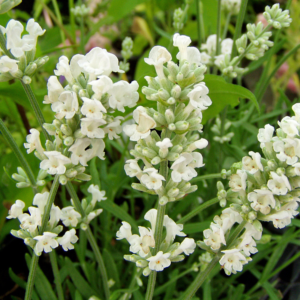 Lavendel Nana Alba, Lavandula, Bienenweide, Duftpflanze