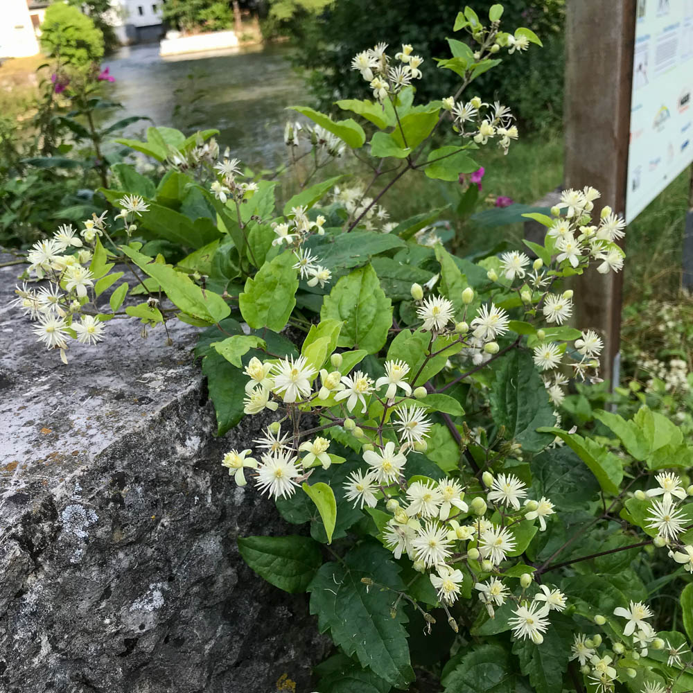Clematis vitalba