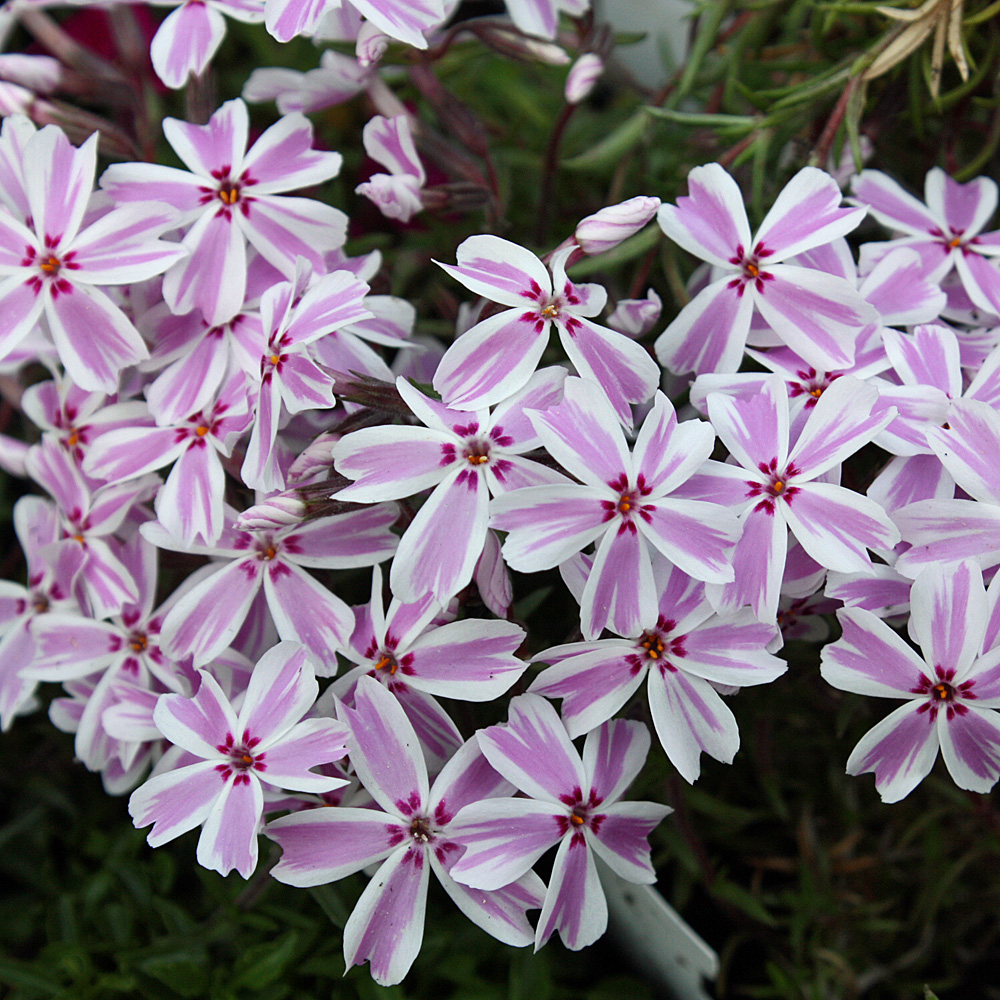 Teppichphlox, Candy Stripes, Phlox, Bodendecker, Frühling