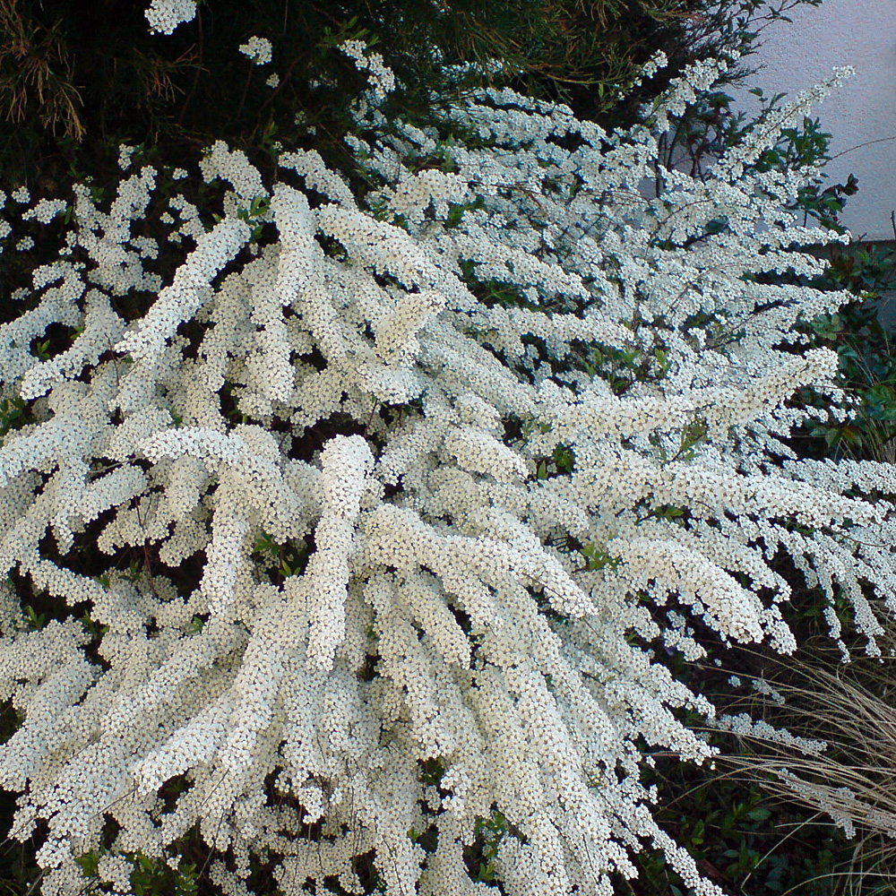 Braut Spiere, Blütenstrauch, Frühling