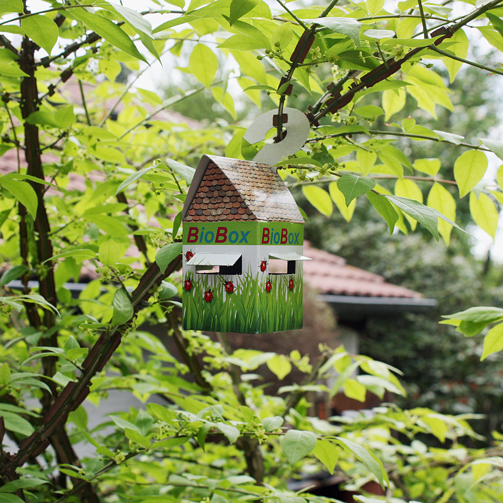 Florfliegenlarven in Buchweizen