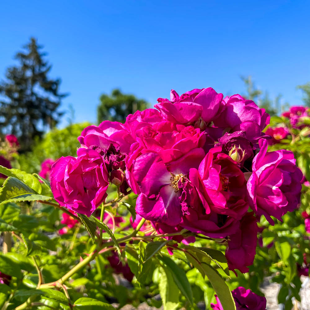 Kletterrose 'Purple Siluetta'