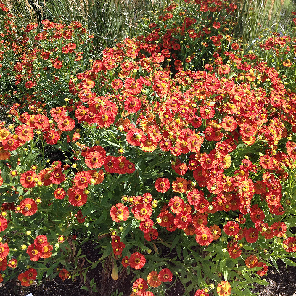 Sonnenbraut Kupferzwerg, Helenium, Bieneweide