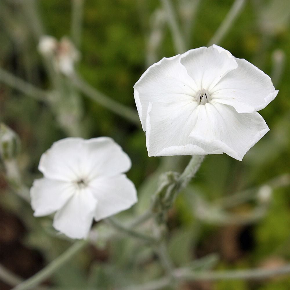 Vexiernelke Alba, Lichtnelke, Lycnis, 