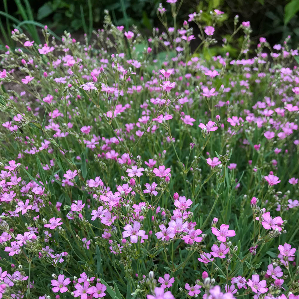 Zwerg Schleierkraut Rosea, Bodendecker