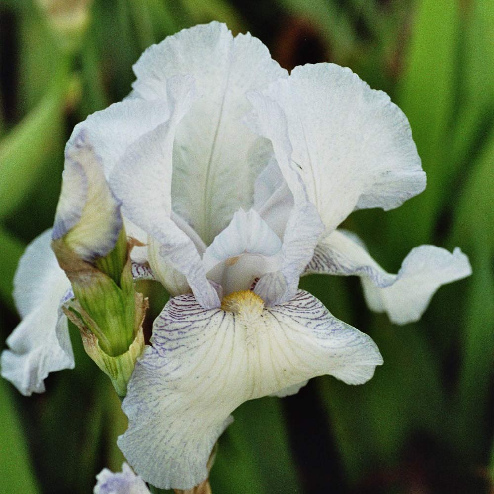 Mittelhohe Bartiris 'Florentina'