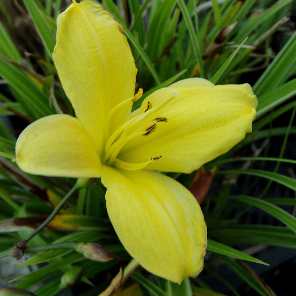 Taglilie Corky, Hemerocallis, Blütenstaude