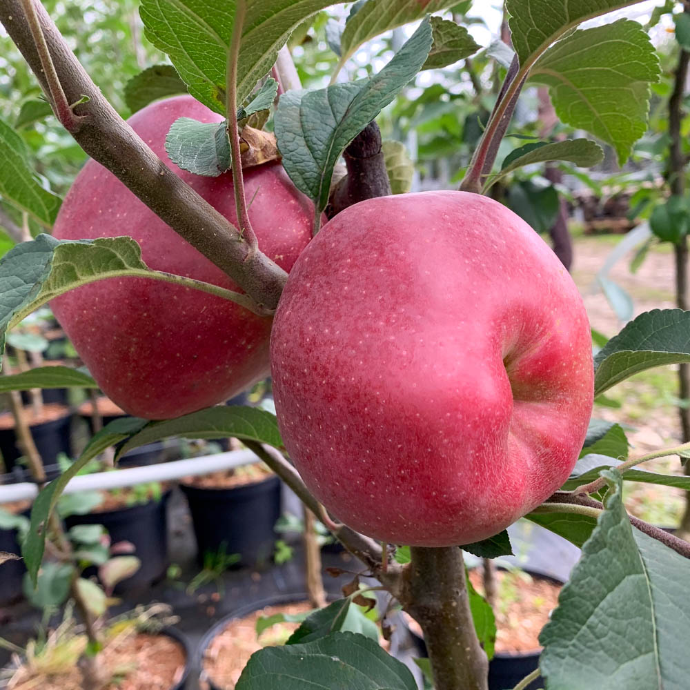 Apfel 'Titan'
