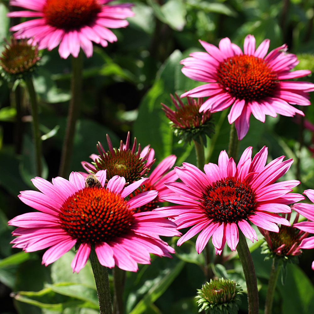 Sonnenhut Fatal Attraction, Echinacea, Scheinsonnenhut