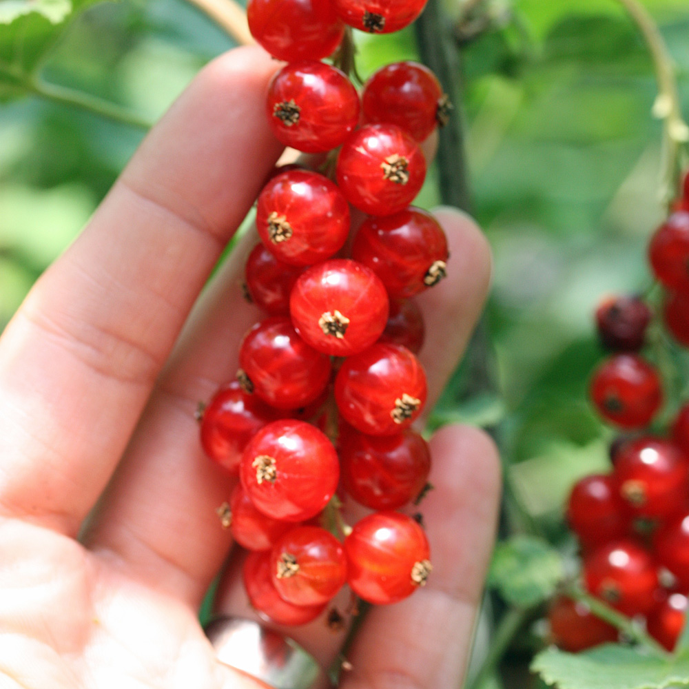 Rote Johannisbeere 'Rolan'