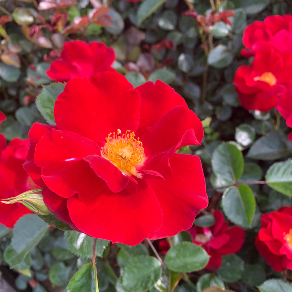 Bodendeckerrose 'Horizont'