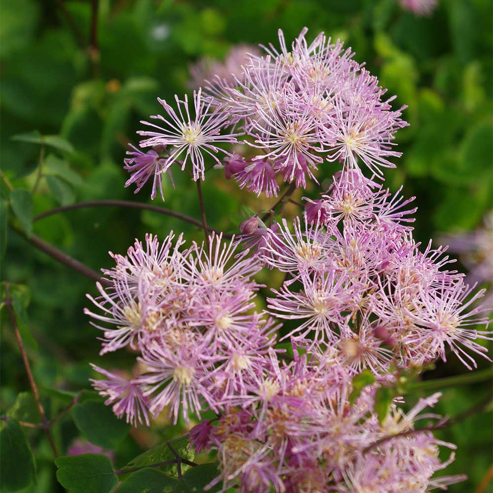 Akeleiblättrige Wiesenraute