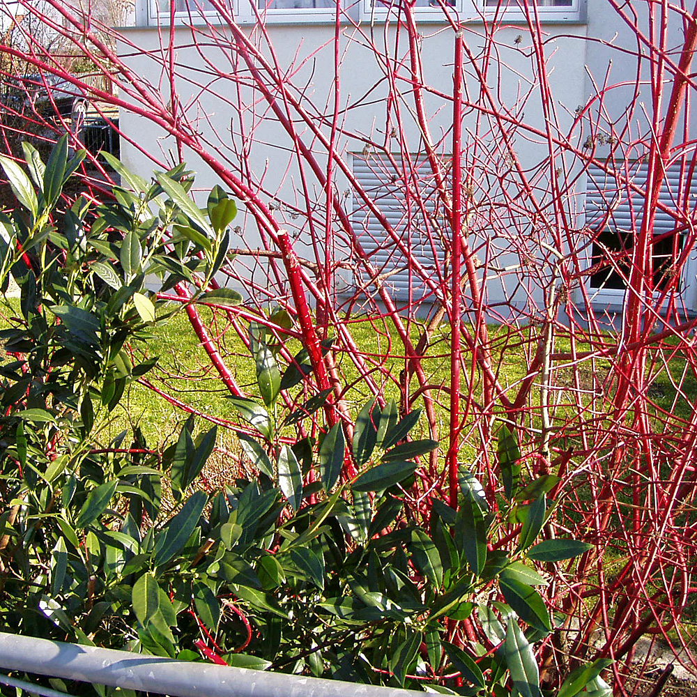 Purpur Hartriegel, Blütenstrauch, Cornus, Heckenpflanze